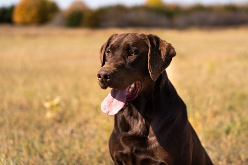 Labrador Retriever: The Happy Ambassador