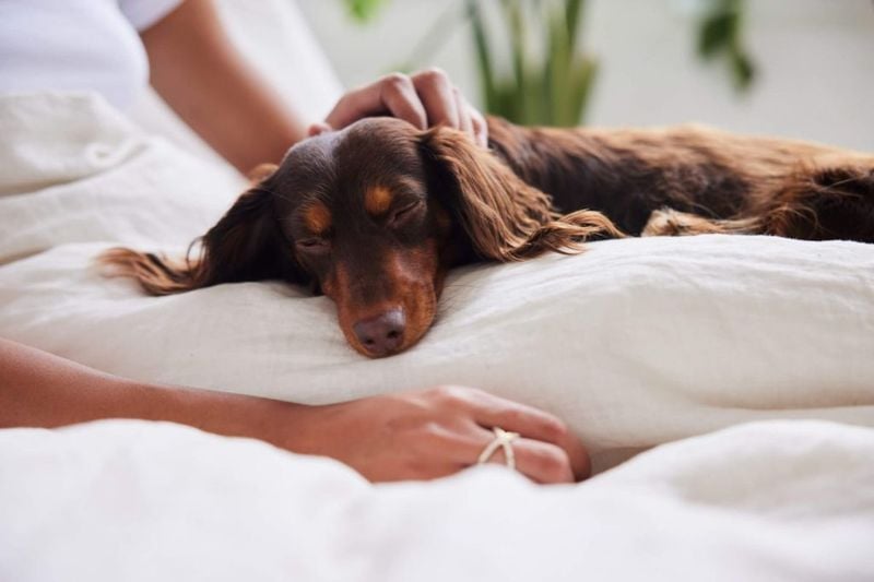 Dachshunds: The Fiercely Loyal Little Shadows