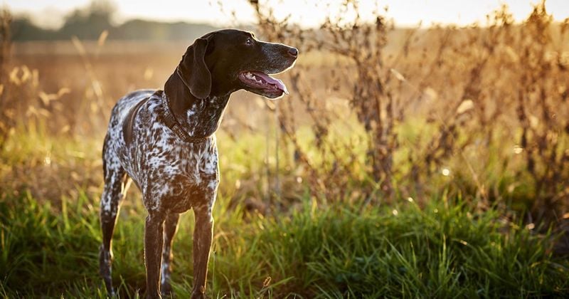 German Shorthaired Pointer