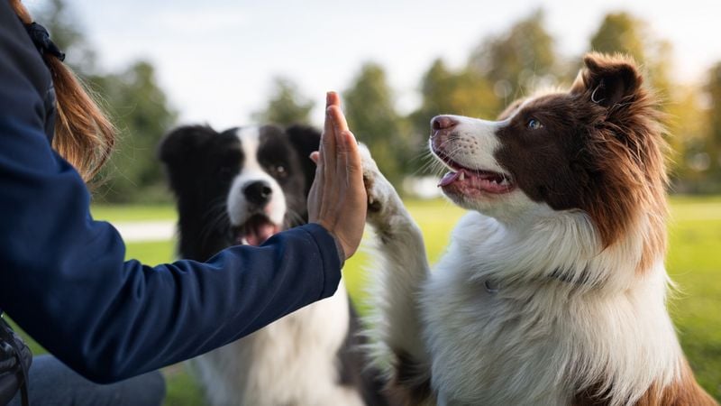 Alpha Dog Theory Has Been Disproven