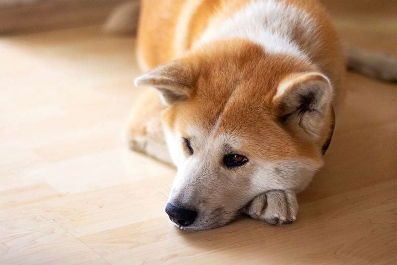 A Silent, Steady Companion