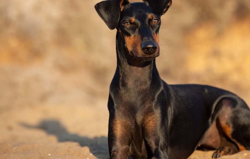 Manchester Terrier: The Clever Velvet Athlete