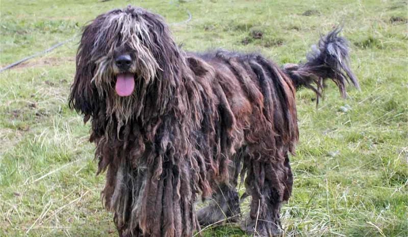 Bergamasco Sheepdog