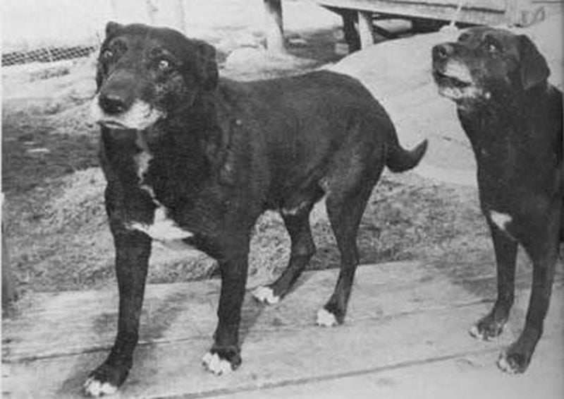 Cumberland Sheepdog