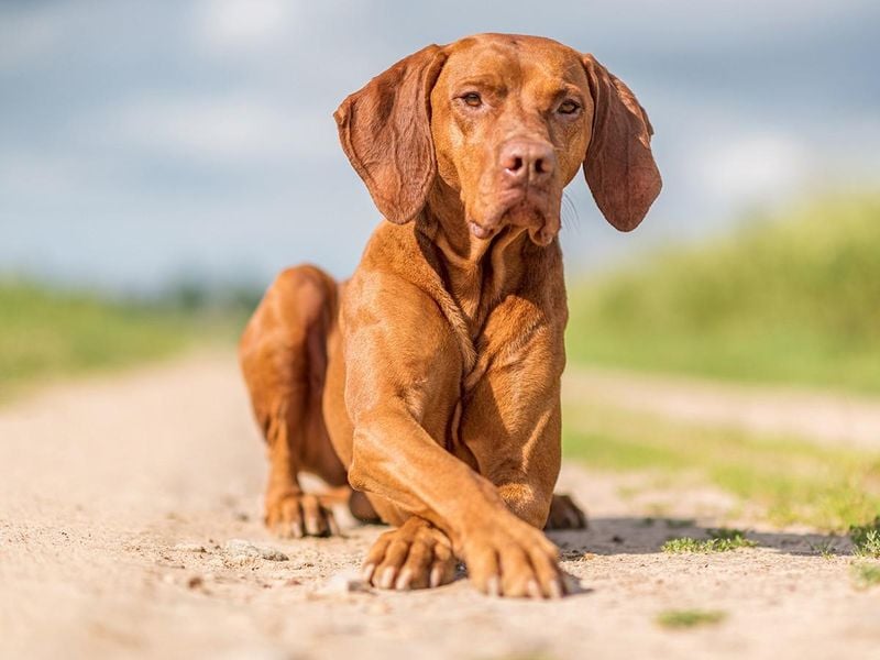 Vizsla: The Copper Velcro Dog