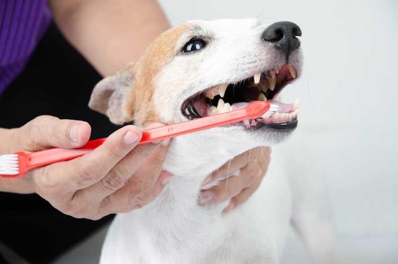 Neglecting Dental Hygiene