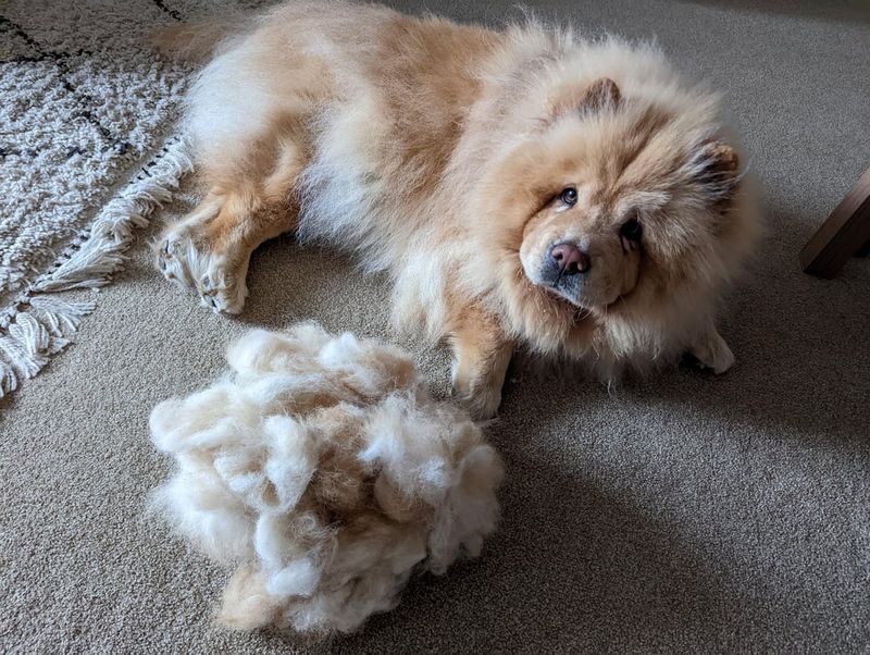 Chow Chow