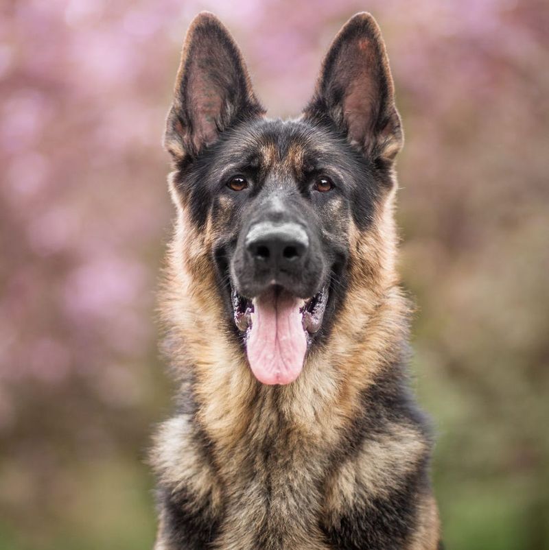 German Shepherd