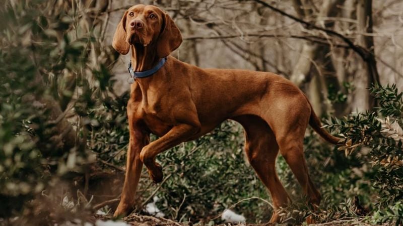 Vizsla (Hungary)