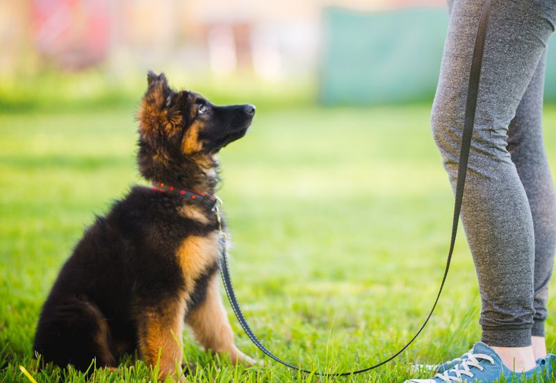 Basic Commands (Sit, Stay, Come, Down)