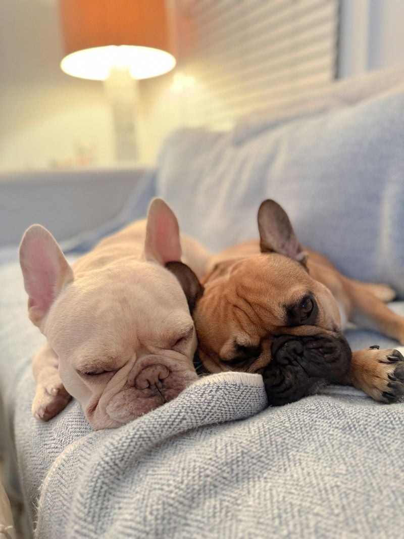 French Bulldog: Compact Snoring Machines