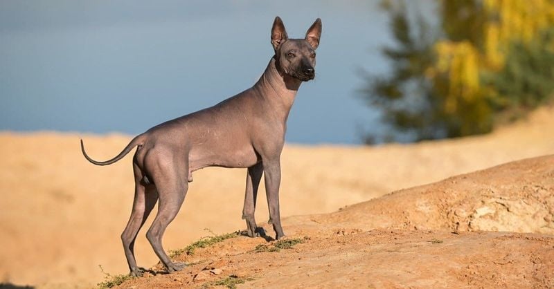 Xoloitzcuintli (Mexico)