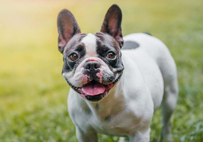French Bulldogs: Apartment-Perfect Companions