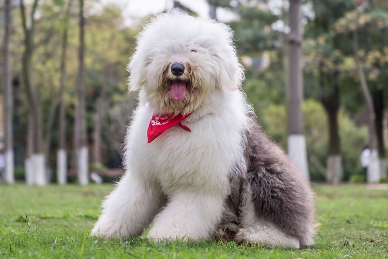 Old English Sheepdog: The Walking Mop