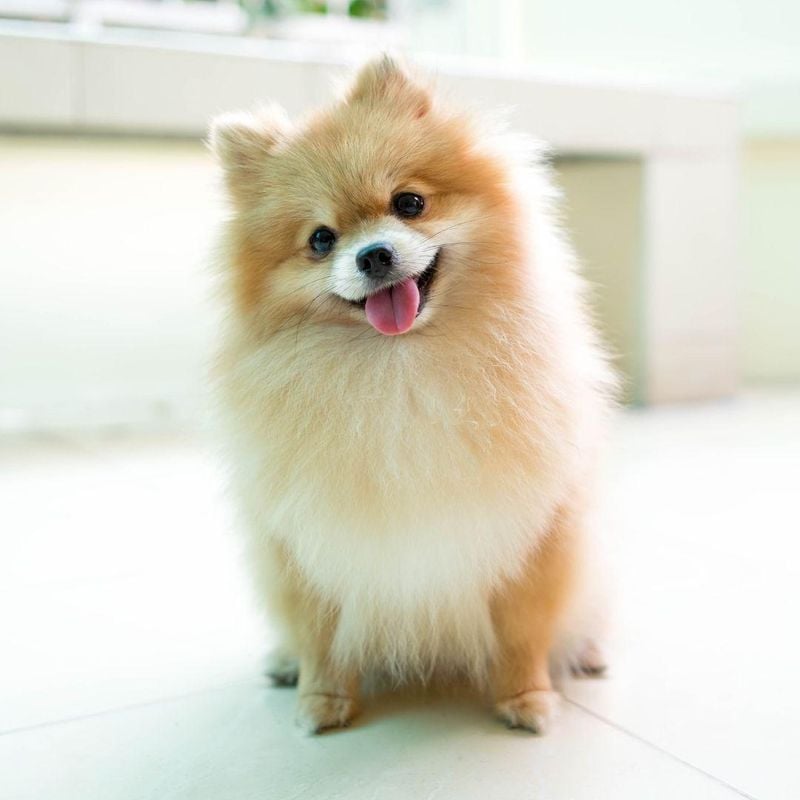Pomeranian