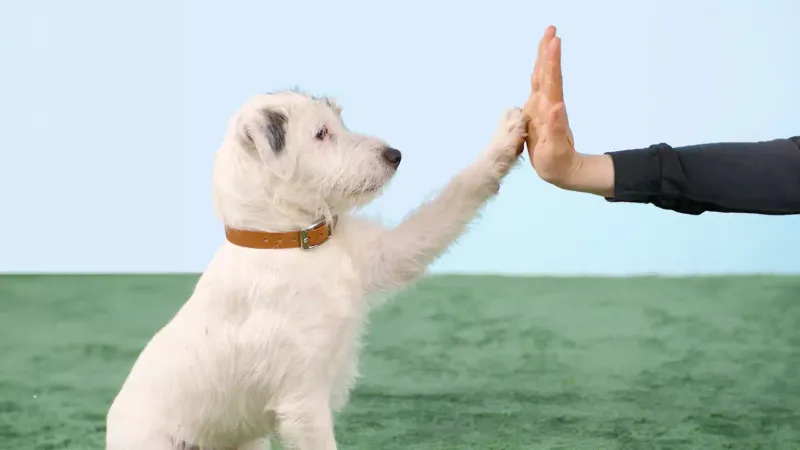 Avoid Humanizing Your Canine