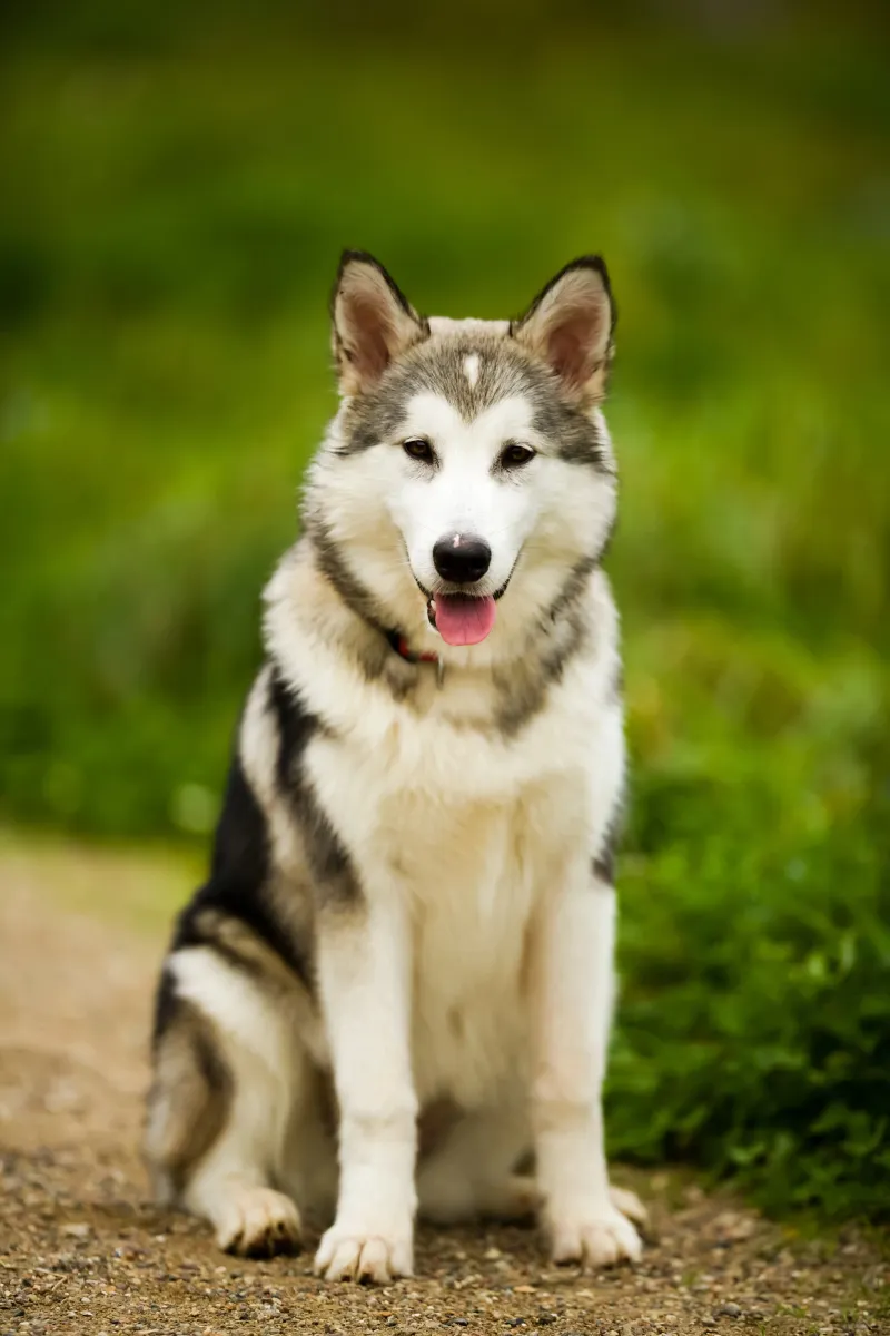 Alaskan Malamute: The Arctic Powerhouse