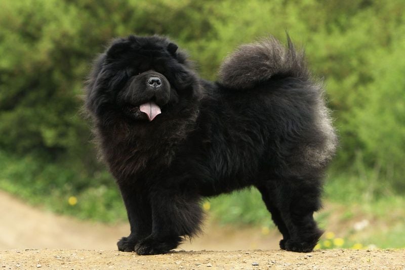 Chow Chow: The Regal Loner