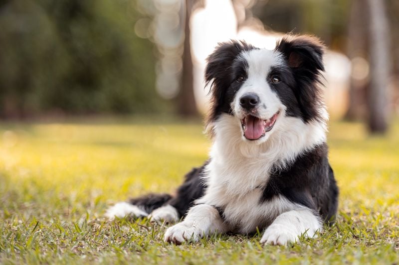Border Collies Are Perfect for First-Time Owners