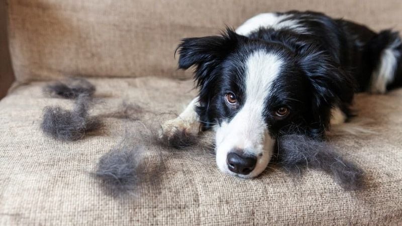 You Never Have to Argue Over Chores