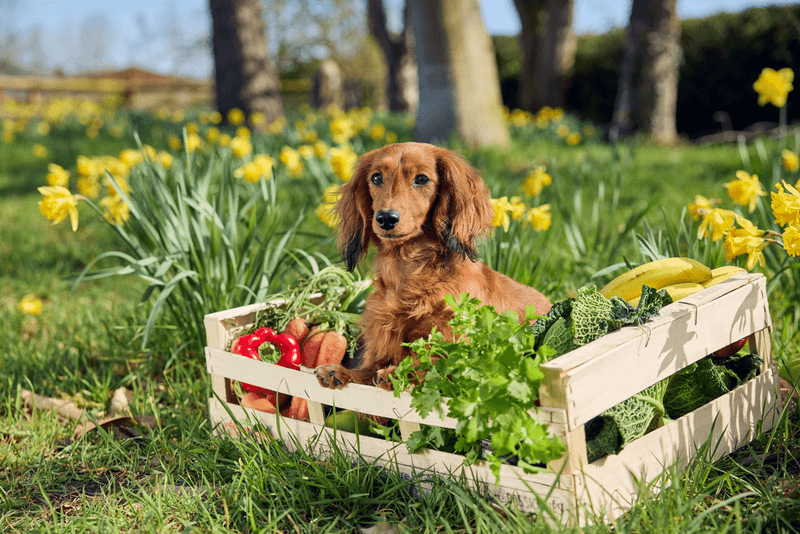 Dachshund