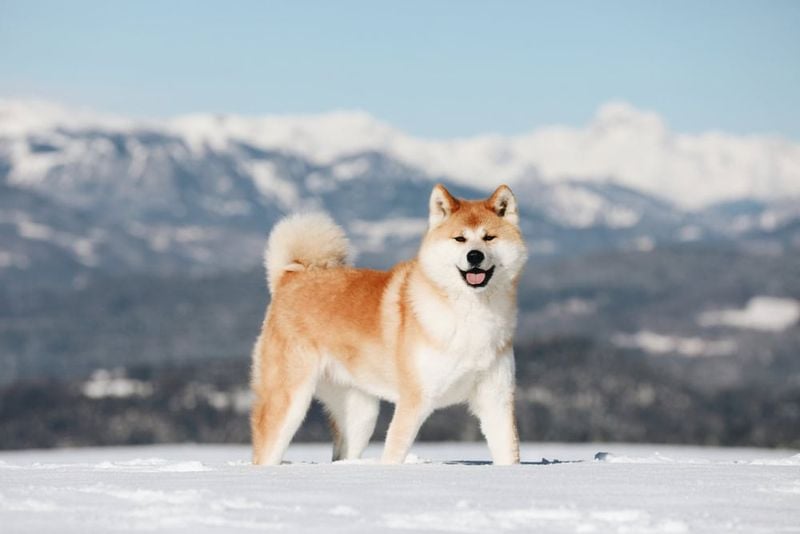 Akita: Dignified Japanese Guards With Strong Opinions