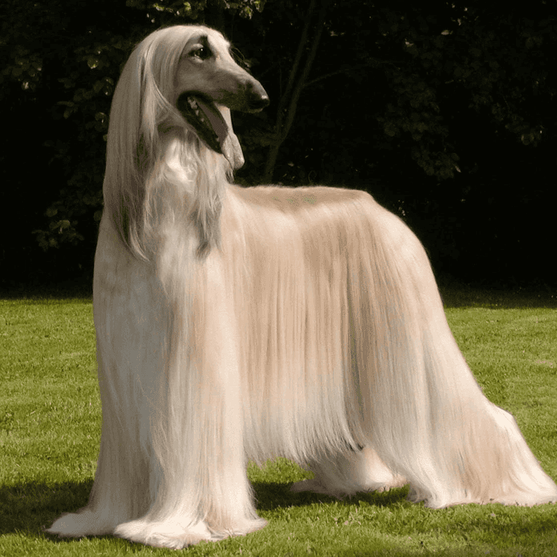Afghan Hound: Ancient Hunter with Modern Problems
