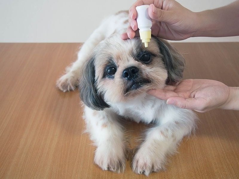 Shih Tzu: Tiny Dogs with Oversized Health Problems