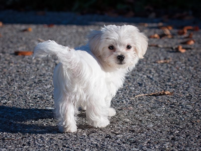 Maltese: The Ancient Lapdog