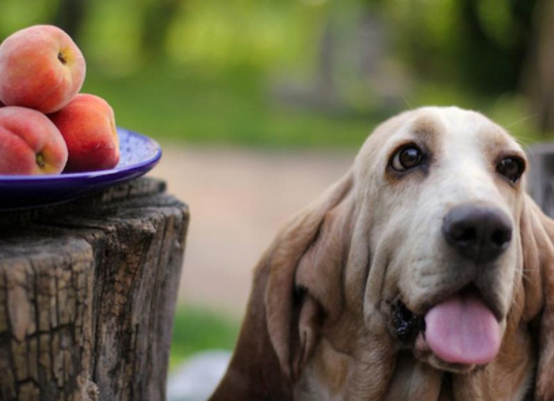 Peaches and Plums (Pits)