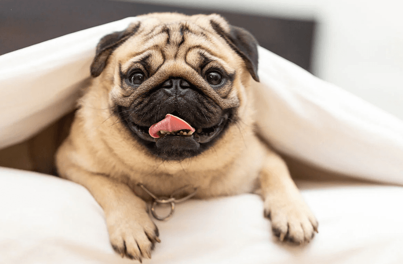 Pug: The Wrinkled Comedian