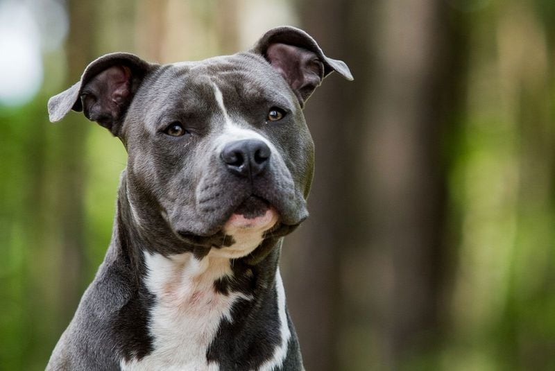 American Staffordshire Terrier: Power Meets Personality