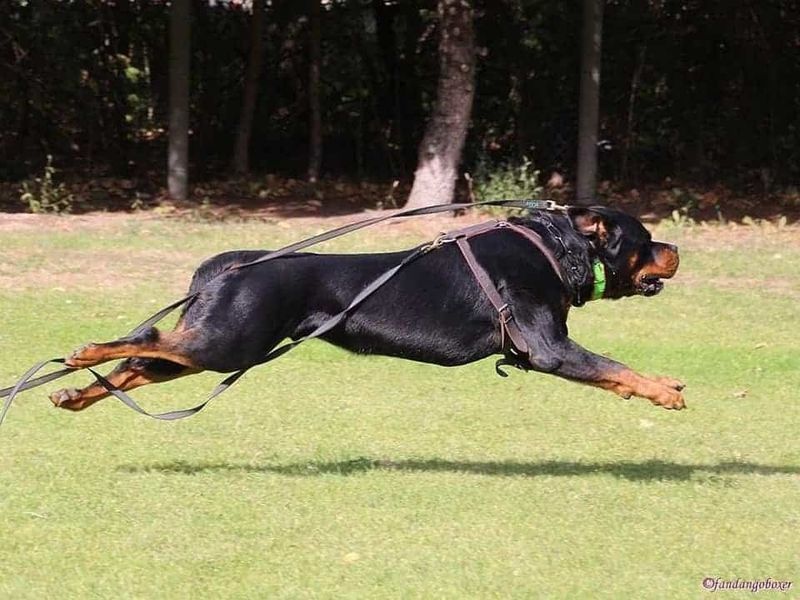 Versatile Working Dogs