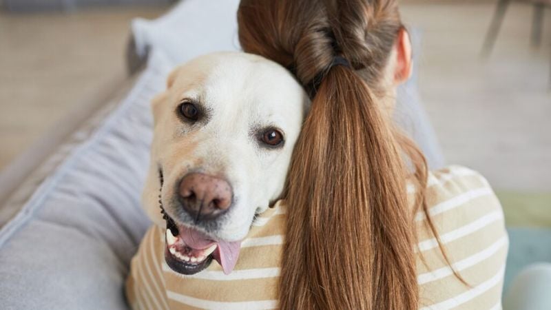 Labrador Retrievers: The Enthusiastic Devotion Machines