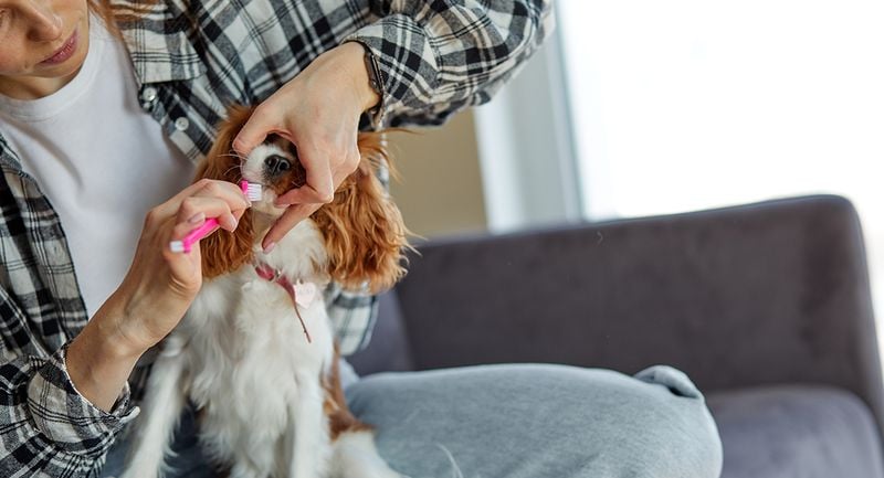 Cavalier King Charles Spaniel