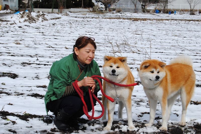 Akita