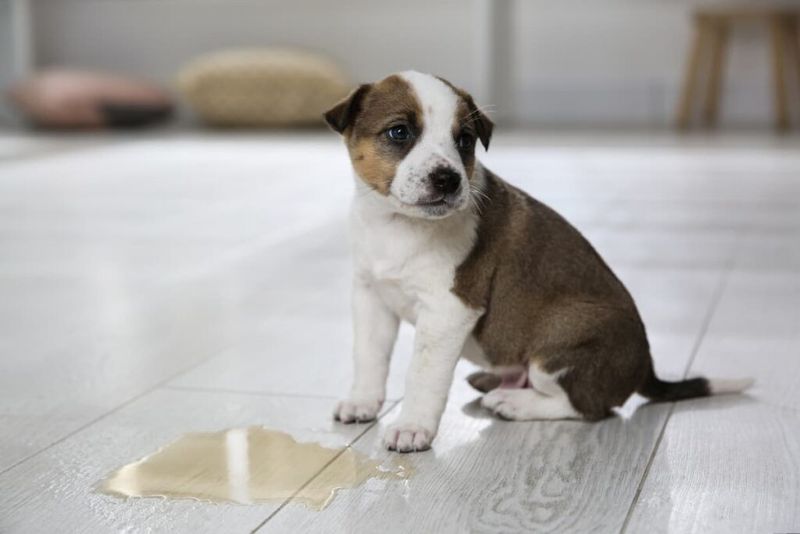 Ammonia Smells Like Danger to Dogs