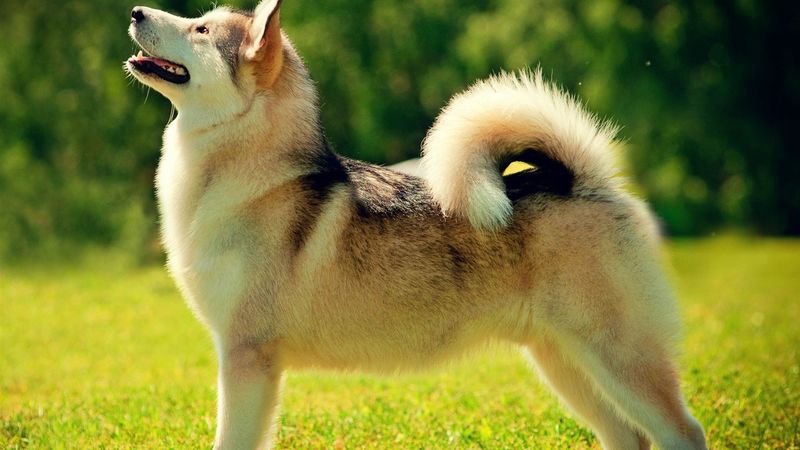 Tail Wagging Speaks Volumes
