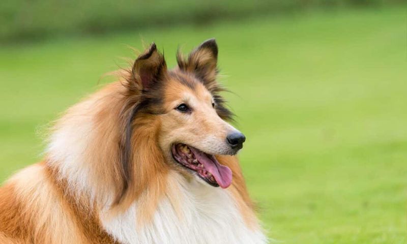Collie