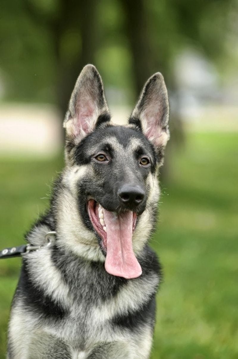 American Alsatian: The Gentle Giant Wolf