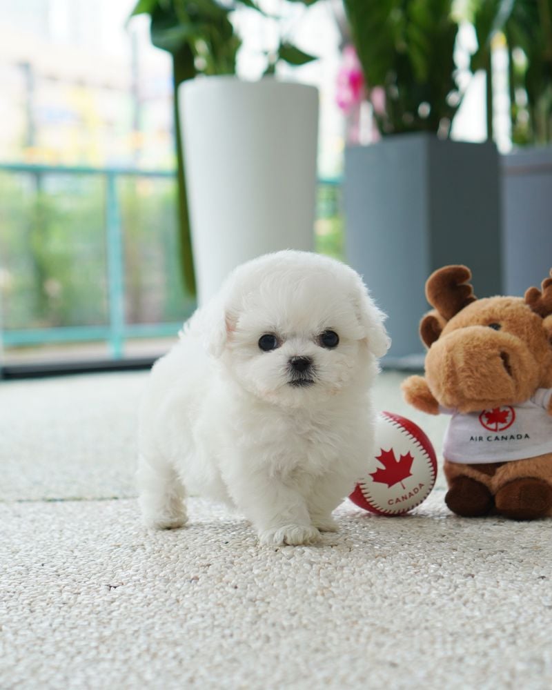 Teacup Bichon Frise