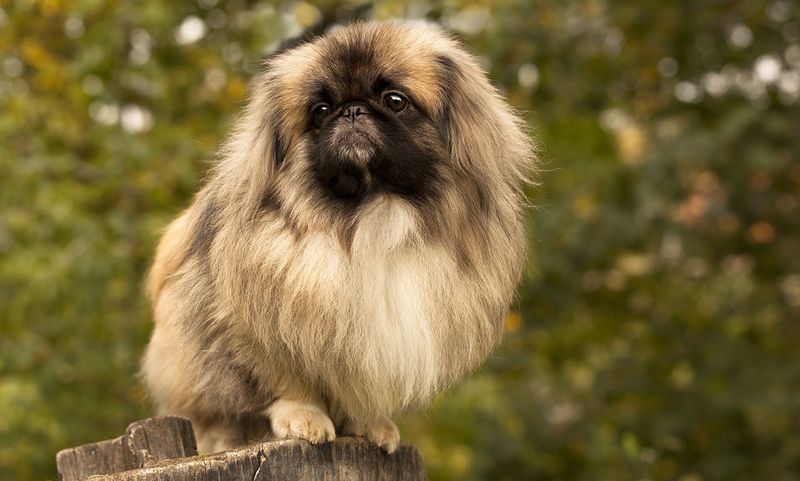 Pekingese: The Lion-Hearted Imperial Dog