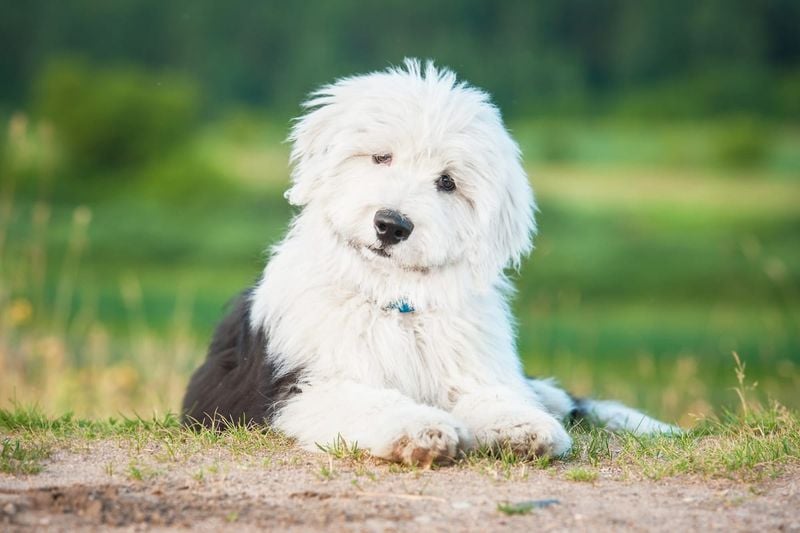 Old English Sheepdog: The Shaggy Charmer