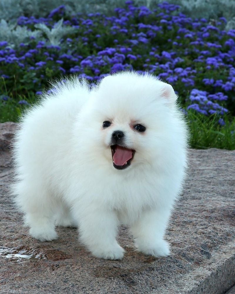 Pomeranian