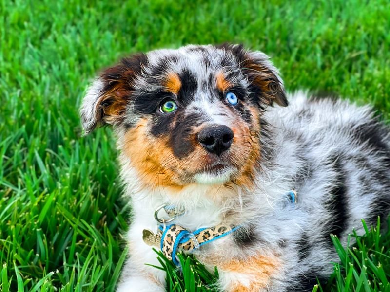 Australian Shepherds: Herding Everything That Moves