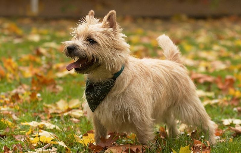 Cairn Terrier: The Spirited Adventurer