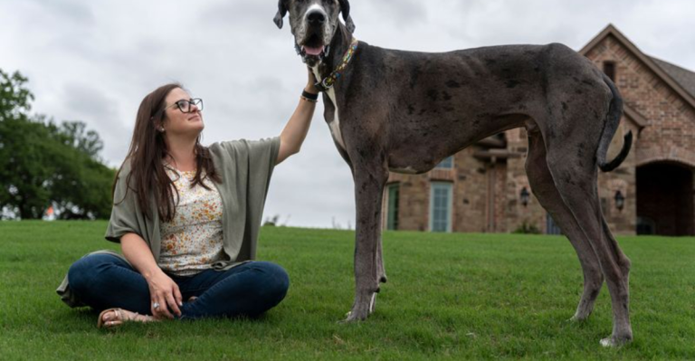 The 15 Largest Dog Breeds Ever Recorded (You Won’t Believe #12!)
