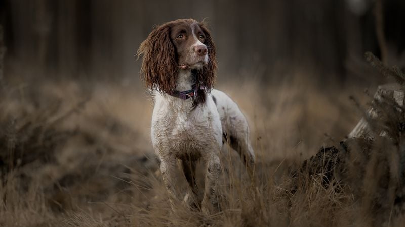 English Springer Spaniel: The Flushing Expert