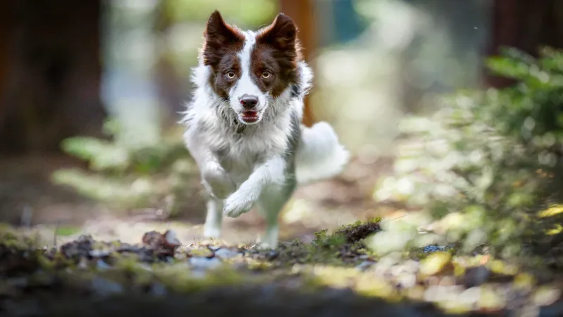 Border Collie: The Outdoor Genius