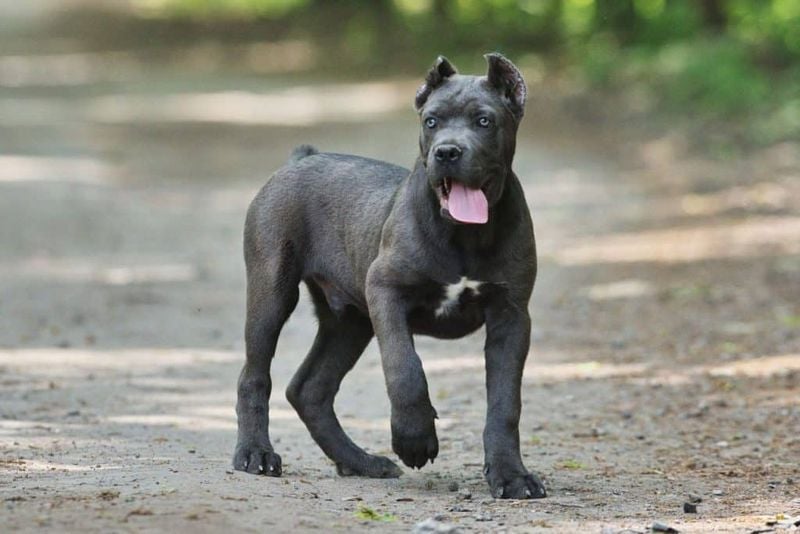 Cane Corso